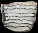 Polished Mammoth Molar Section - North Sea Deposits #44100-2